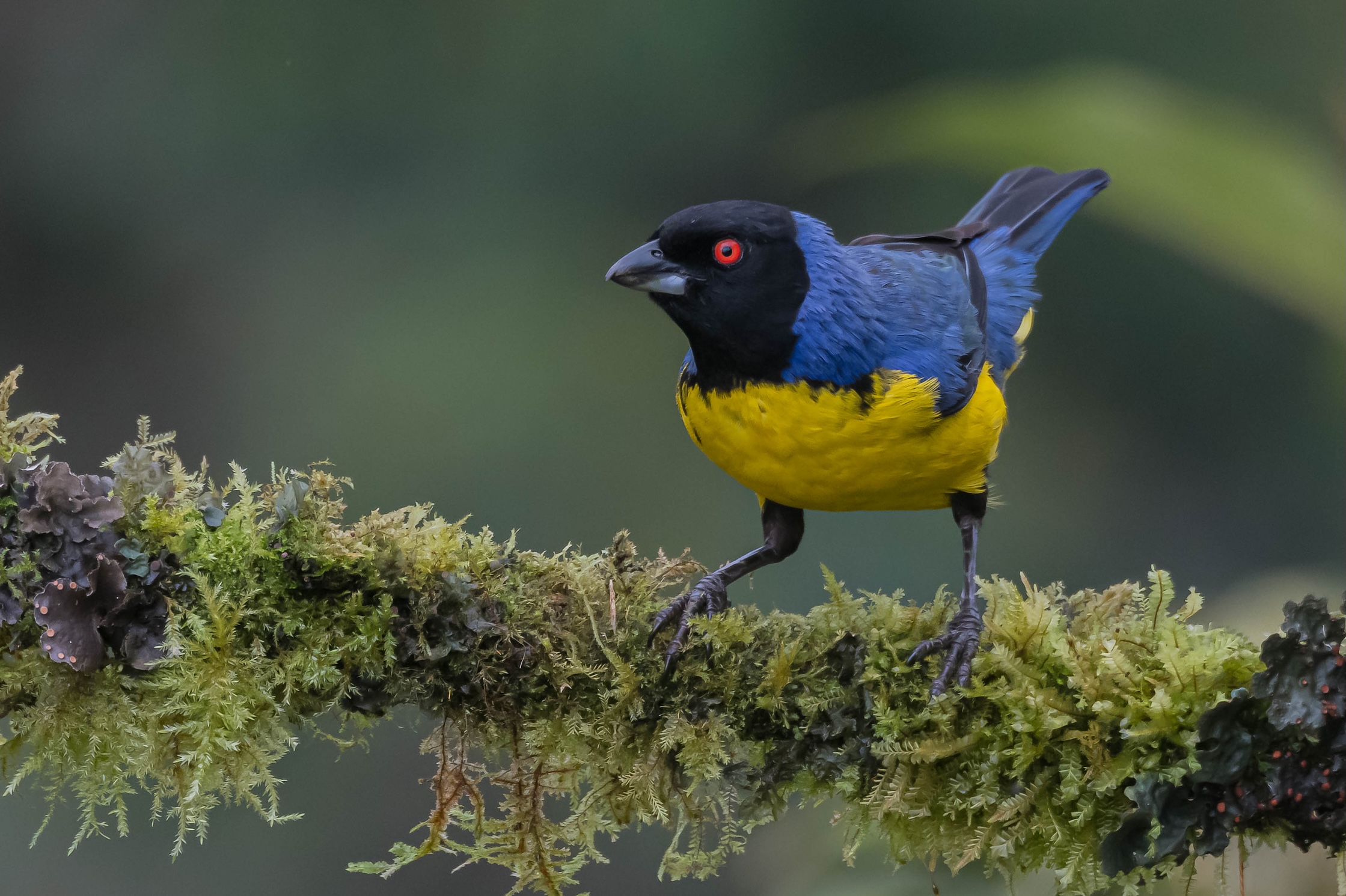 Colombia in Focus: A Compact Bird Photography Tour